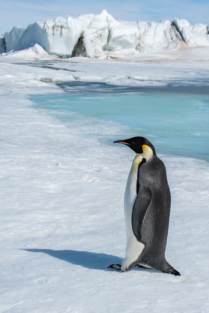 Antarctica-Weddell Sea-Snow Hill. Emperor penguin